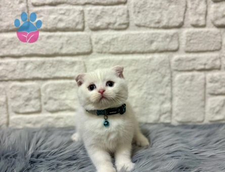 Sevgi Yumağı Scottish Fold Beyaz Erkek 2 Aylık