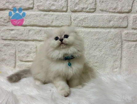 Pişmaniye Tadında Pofuduk Tüylü British Longhair Erkek
