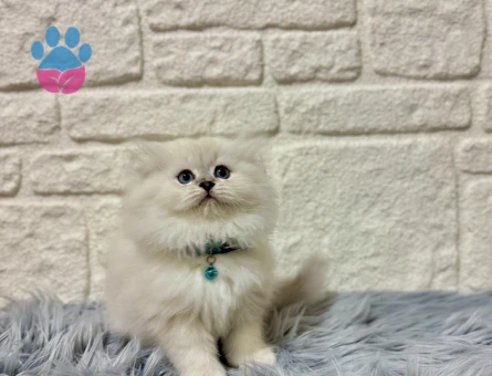 Pişmaniye Tadında Pofuduk Tüylü British Longhair Erkek