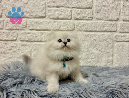 Pişmaniye Tadında Pofuduk Tüylü British Longhair Erkek