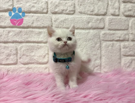 British Shorthair Beyaz Erkek 2 Aylık