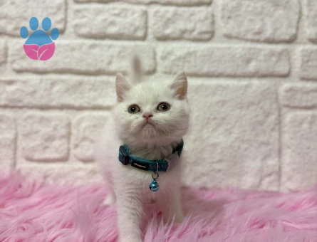 British Shorthair Beyaz Erkek 2 Aylık