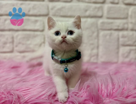 Mavi Gözlü British Shorthair Erkek 2 Aylık Yavrumuz