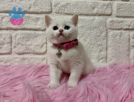 Nadir Bulunan British Shorthair Oldd Eyes 2 Aylık Dişi