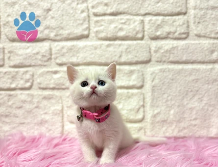 Nadir Bulunan British Shorthair Oldd Eyes 2 Aylık Dişi