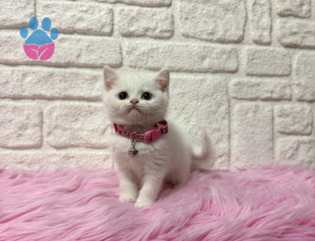 Bayan Kibar: British Shorthair Beyaz Dişi 2 Aylık
