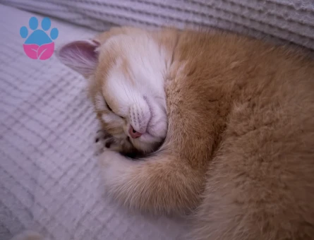 BABASI ŞECERELİ NY12 KIZIMIZA YUVA ARIYORUZ