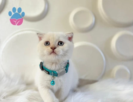 Scottish Fold Bluepoint Erkek 2 Aylık