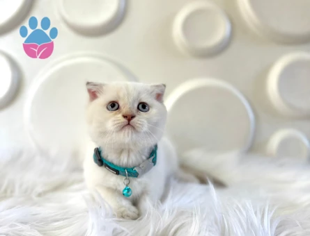 Scottish Fold Bluepoint Erkek 2 Aylık