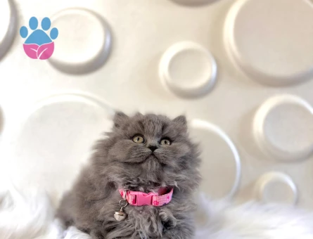 British Longhair Gri 2 Aylık Dişi
