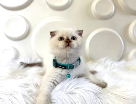 Scottish Fold Bluepoint Erkek 2 Aylık