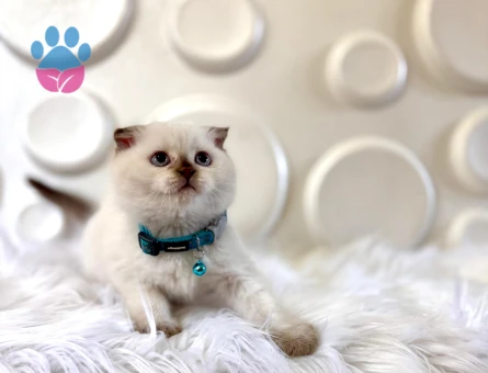 Scottish Fold Bluepoint Erkek 2 Aylık
