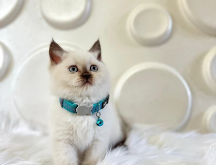 British Shorthair Çikolata Point Erkek 2 Aylık Koca Kafa