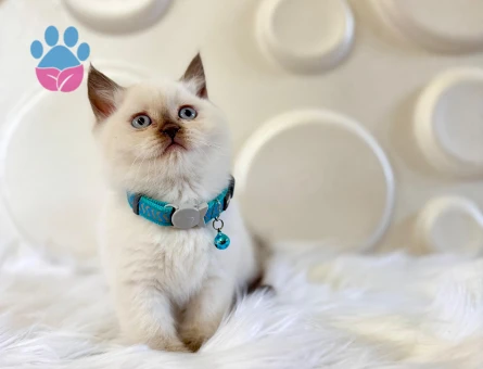 British Shorthair Çikolata Point Erkek 2 Aylık Koca Kafa