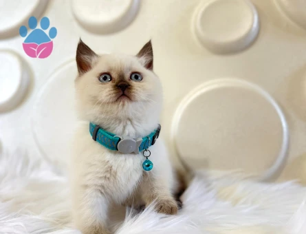 British Shorthair Çikolata Point Erkek 2 Aylık Koca Kafa