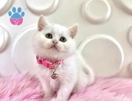 British Shorthair Beyaz 2 Aylık Dişi
