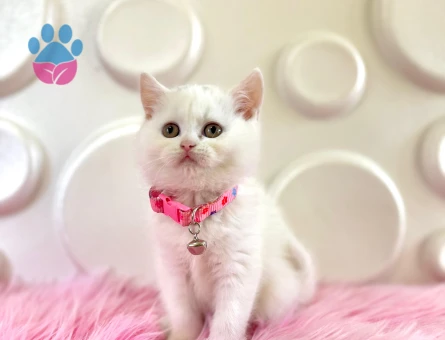 British Shorthair 2 Aylık Dişi Mükemmel Güzellikte