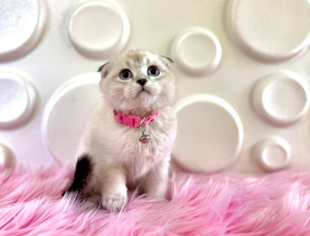 Scottish Fold Bluepoint Dişi 2 Aylık Topaç Kafa