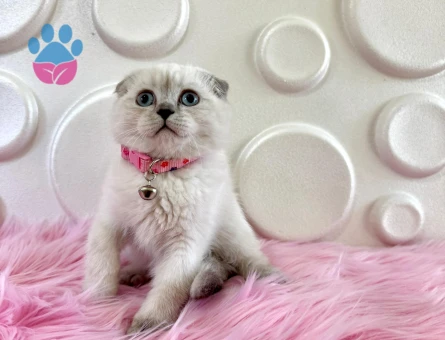 2 Aylık Bluepoint Dişi Scottish Fold