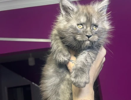 Safkan mainecoon yavrular Smoke