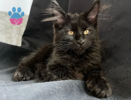 Safkan mainecoon yavrular Smoke