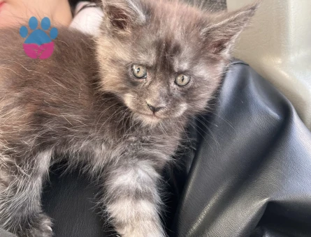 Safkan mainecoon yavrular Smoke