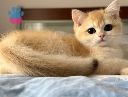 BABASI ŞECERELİ NY12 KIZIMIZA YUVA ARIYORUZ