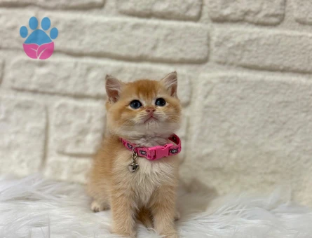 Golden Göz Kamaştıran British Shorthair Yavru