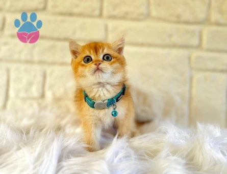 Altın Tonlarda Tatlılık Bombası British Shorthair Erkek