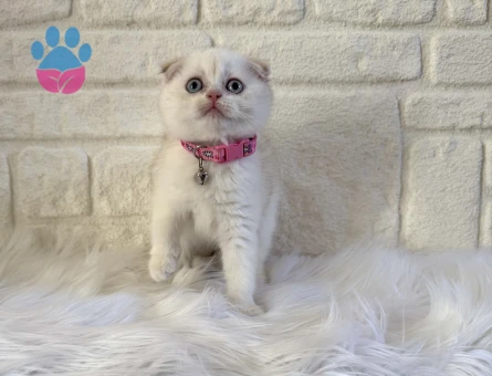 Ay Çöreği Scottish Fold Bluepoint Dişi 2 Aylık