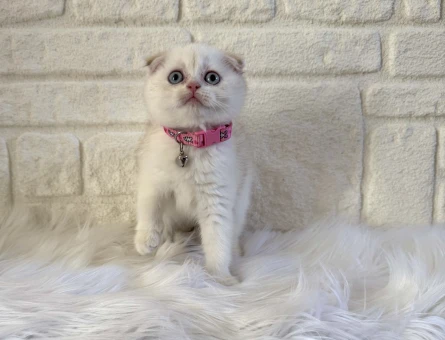 Ay Çöreği Scottish Fold Bluepoint Dişi 2 Aylık