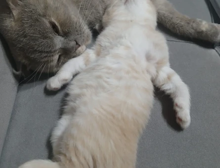 İki aylık yavrularımız