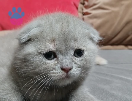 İki aylık yavrularımız