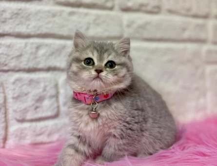 British Shorthair Tabby Dişi Kedi 2 Aylık