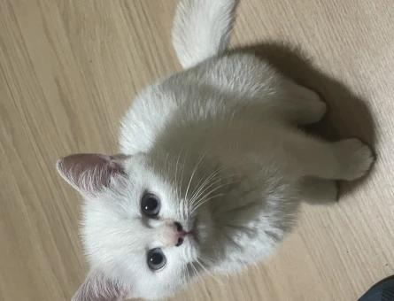 British Shorthair 2 AYlık Yavrularımız