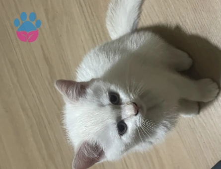 British Shorthair 2 AYlık Yavrularımız