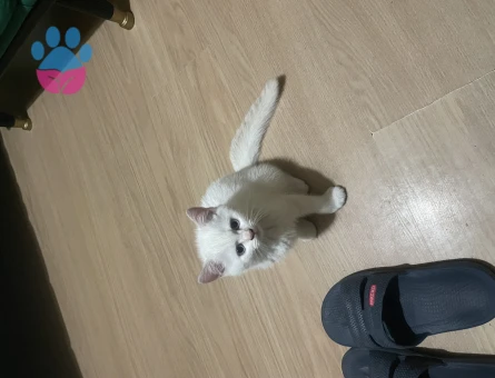 British Shorthair 2 AYlık Yavrularımız