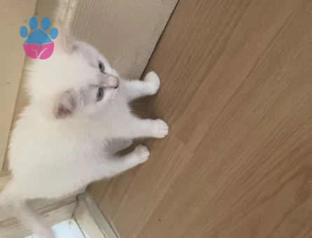 British Shorthair 2 AYlık Yavrularımız