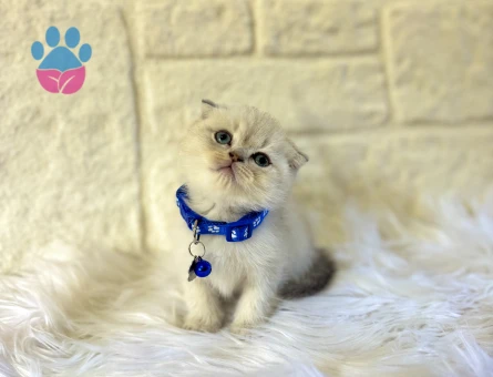 Scottish Fold Bluepoint Erkek 2 Aylık Maviş Gözlü