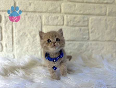 British Shorthair Cream Erkek 2 Aylık