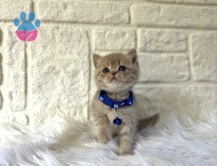 British Shorthair Cream Erkek 2 Aylık