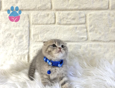 Scottish Fold Tabby Erkek 2 Aylık Yavrumuz