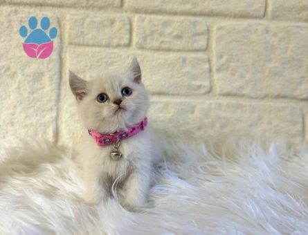 British Shorthair Point Güzellik Abidesi