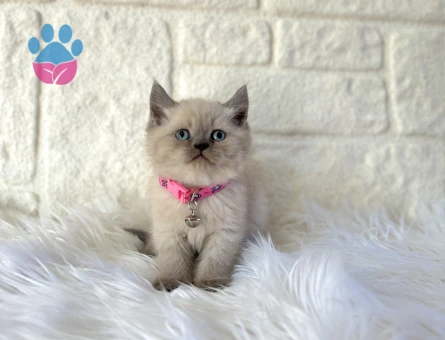 British Shorthair Bluepoint Dişi 2 Aylık