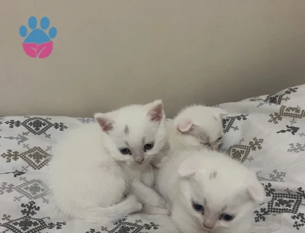 Güzel yavrularımıza aile arıyoruz