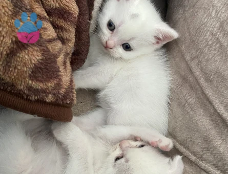 Güzel yavrularımıza aile arıyoruz