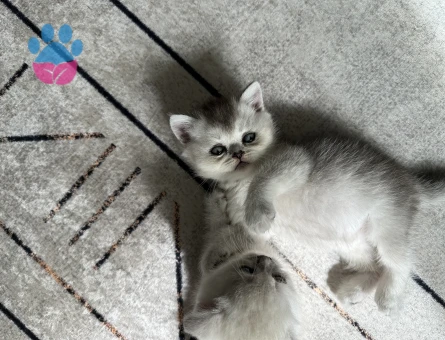 British shorthair