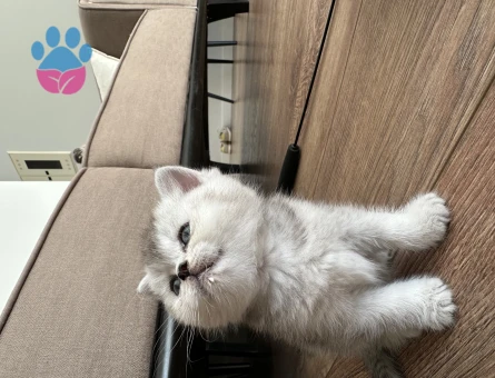 British shorthair