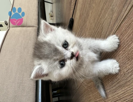 British shorthair