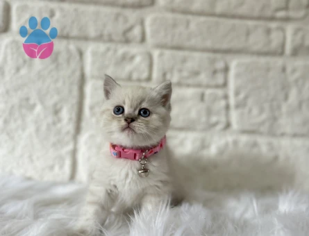 British Shorthair 2 Aylık Dişi Yavrumuz